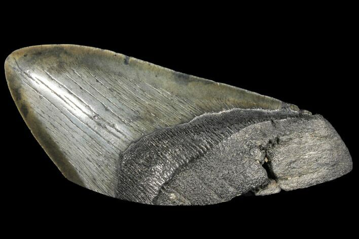 Fossil Megalodon Tooth Paper Weight #130861